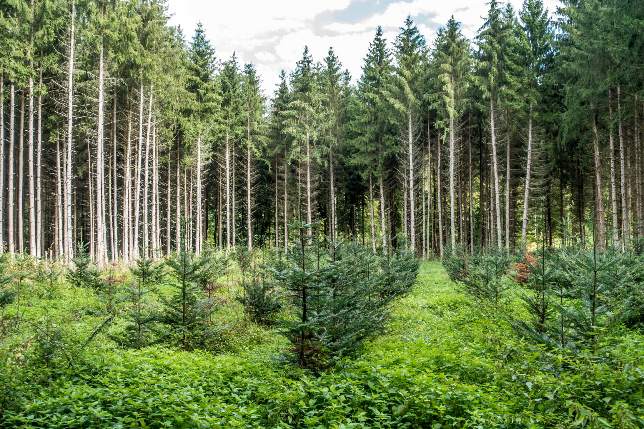 The science behind improved forest management approaches in the carbon market