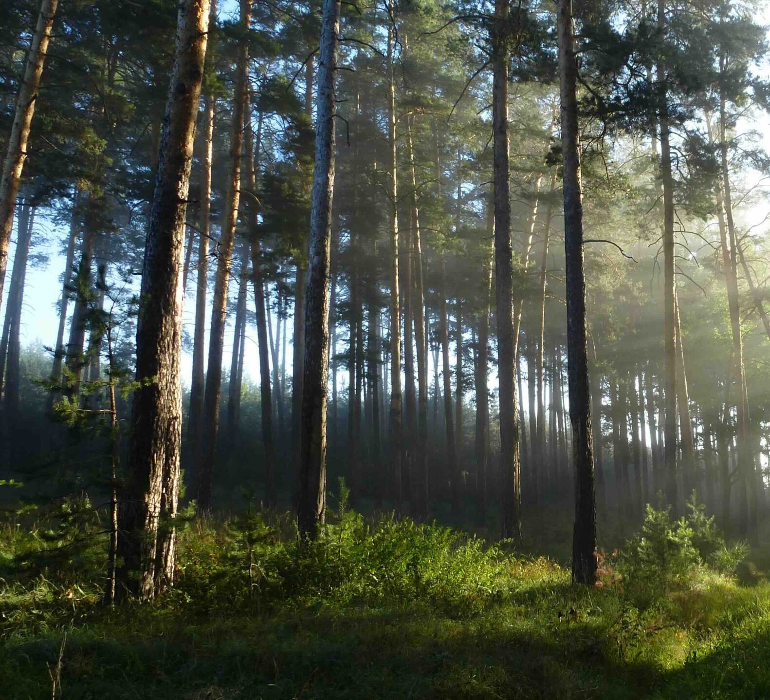 Innovative Carbon Finance Strategy Pays for Active Forest Conservation